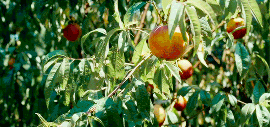 Biosonora background